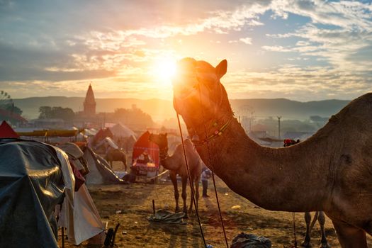 Famous indian camels trade Pushkar mela camel fair festival in field. Camels on sunrise sunset. Pushkar, Rajasthan, India