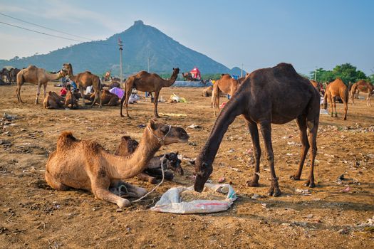 Camels at Pushkar Mela Pushkar Camel Fair famous tourist attraction in Pushkar, Rajasthan, India