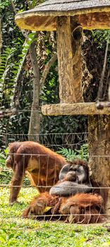 Orangutan family monkey sitting in the jungle