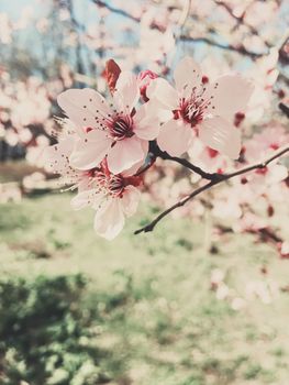 Vintage background of apple tree flowers bloom, floral blossom in sunny spring