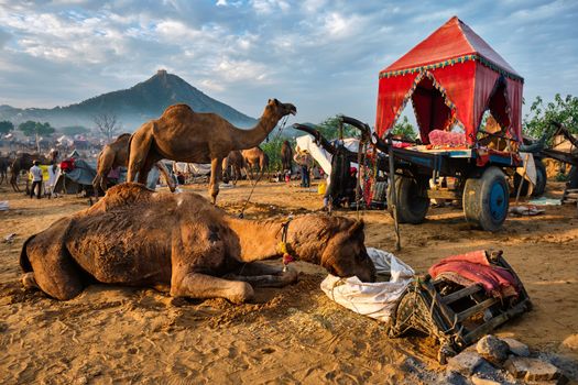 Camels at Pushkar Mela Pushkar Camel Fair famous tourist attraction in Pushkar and camel cart, Rajasthan, India