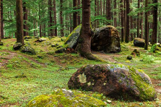 Pine forest with rocks. Manali, Himachal Pradesh India