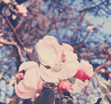 Blooming apple tree flowers in spring as floral background, nature and agriculture