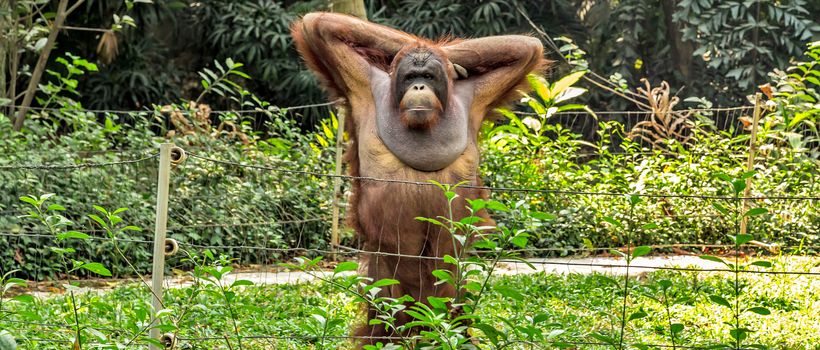 Orangutan male portrait Indonesia or Pongo pygmaeus