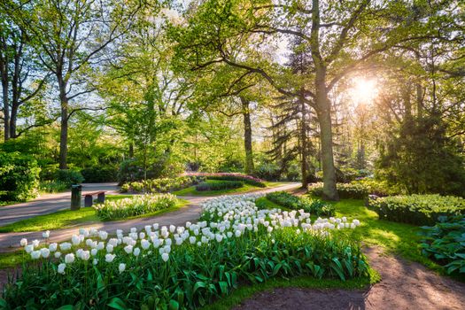 Keukenhof flower garden with blooming tulip flowerbed - one of the world's largest flower gardens on sunset. Lisse, the Netherlands.