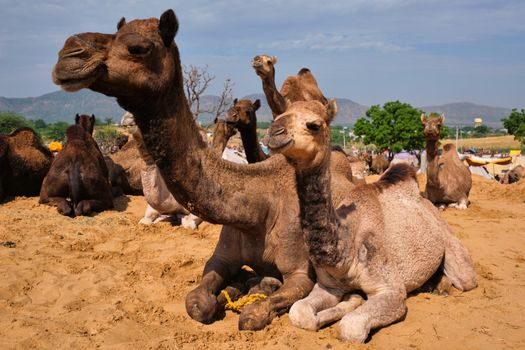 Camels at Pushkar Mela Pushkar Camel Fair famous tourist attraction in Pushkar, Rajasthan, India