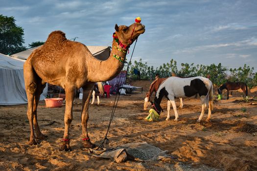 Camels at Pushkar Mela Pushkar Camel Fair famous tourist attraction in Pushkar, Rajasthan, India