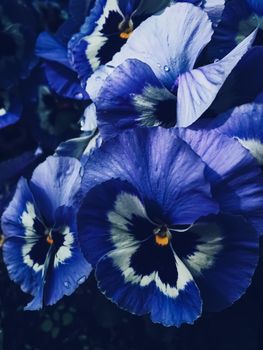 Blue flower on dark background, floral and nature concept