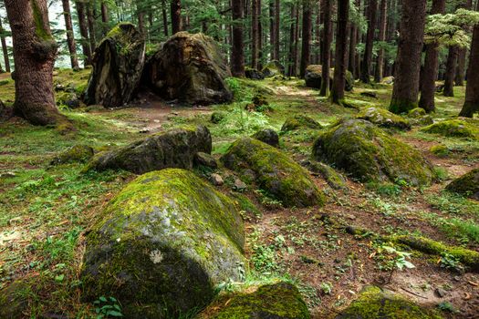 Pine forest with rocks. Manali, Himachal Pradesh India