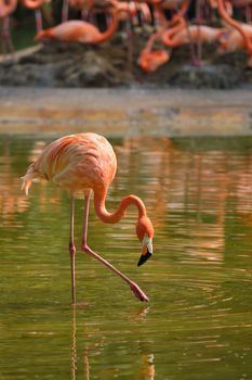 American flamingo (Phoenicopterus ruber) pink bird in pond