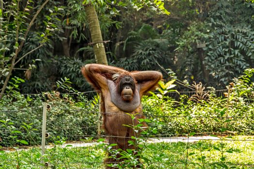 Male Sumatran orangutan (Pongo abelii)