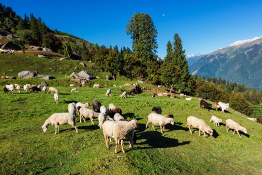 Flock of sheep in the Himalayas mountains. Kullu Valley, Himachal Pradesh, India