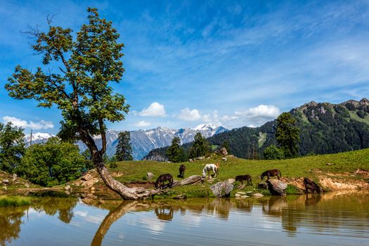 Horses grazing in Himalayas mountains in scenic Indian Himalayan landscape scenery in Himalayas with tree and small lake. Himachal Pradesh, India