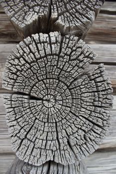 A fragment of the wall of the log house. Chapped ends of old logs. Natural wood, rough texture.