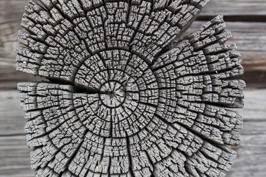 A fragment of the wall of the log house. Chapped ends of old logs. Natural wood, rough texture.