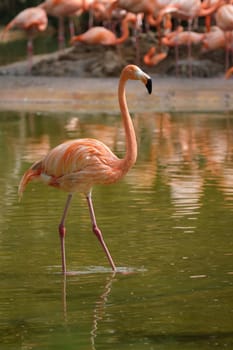 American flamingo (Phoenicopterus ruber) pink bird in pond