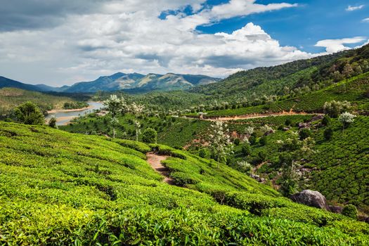 Evergreen tea plantations of indian tea, Munnar, Kerala, South India
