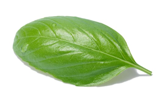 Single sweet basil leaf, Genovese cultivar. Separate clipping paths for both leaf and shadow, infinite depth of field
