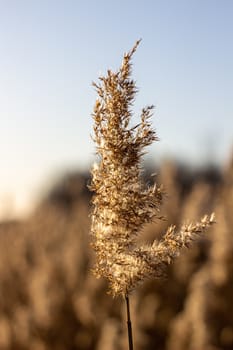 Selective soft focus of dry grass, reeds, stalks blowing in the wind at golden sunset light, Nature, summer, grass concept