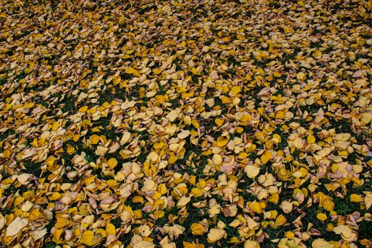 Yellow leaves yellow autumn. autumn leaves yellow trees.