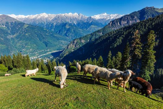 Flock of sheep in the Himalayas mountains. Kullu Valley, Himachal Pradesh, India