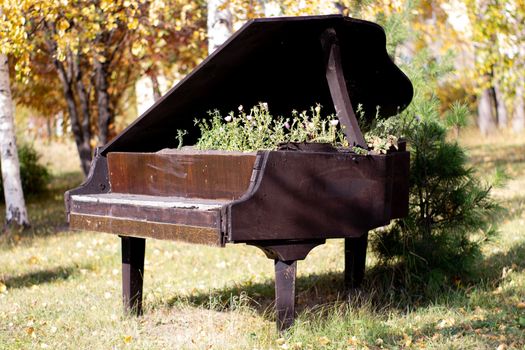 The bed for flowers equipped in an old black piano in the city park. Petunia flowers in an unusual creative bed.