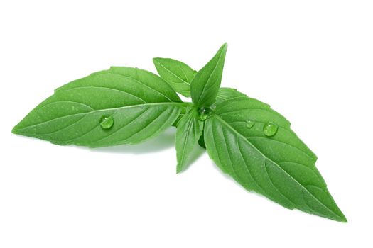 Fine, spear-like basil leaves, known as either Spicy globe or Fine Verde. Separate clipping paths for both leaves and shadow, infinite depth of field