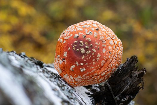 Mushroom fly agaric lies next to the trunk of a birch tree in the forest