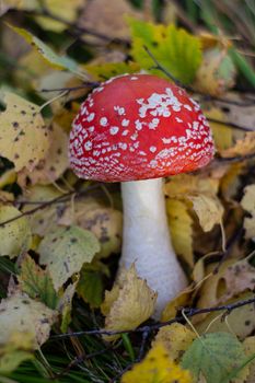 Autumn mushrooms fly agaric in the autumn forest. Closeup of fly agaric mushrooms. Amanita muscaria.