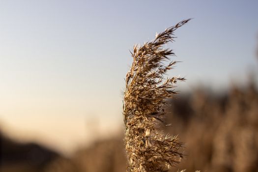 Selective soft focus of dry grass, reeds, stalks blowing in the wind at golden sunset light, Nature, summer, grass concept