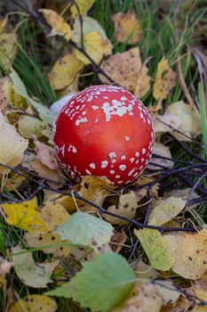 Autumn mushrooms fly agaric in the autumn forest. Closeup of fly agaric mushrooms. Amanita muscaria.