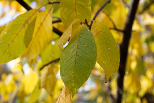 Yellow leaves yellow autumn. autumn leaves yellow trees.