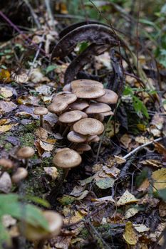 Autumn mushrooms in the forest. Mushroom picking. A walk in the woods. Honey agaric