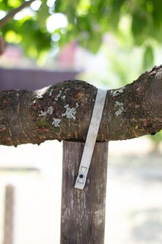 Agriculture in Germany. The branches of the trees support the special sticks. Support the branches of the tree