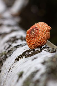 Mushroom fly agaric lies next to the trunk of a birch tree in the forest