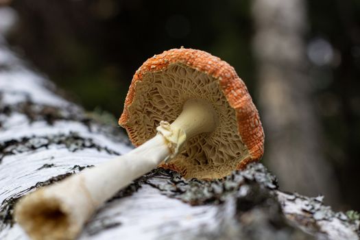 Mushroom fly agaric lies next to the trunk of a birch tree in the forest