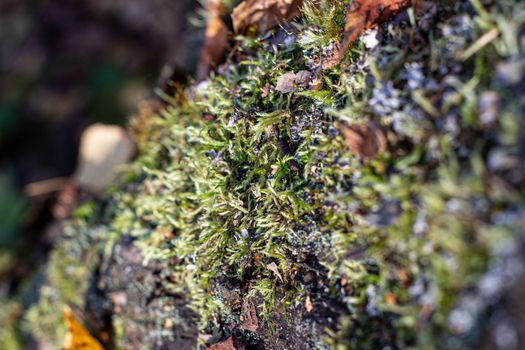 Moss on the tree. Mushroom picking. A walk in the woods