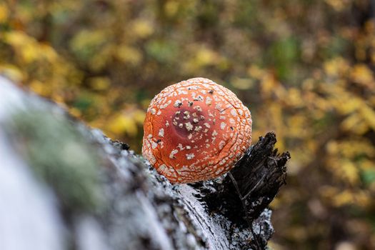 Mushroom fly agaric lies next to the trunk of a birch tree in the forest