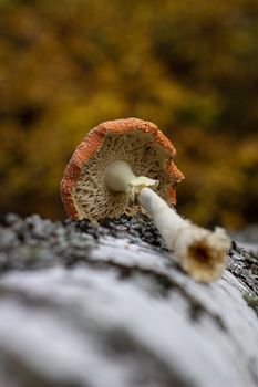 Mushroom fly agaric lies next to the trunk of a birch tree in the forest