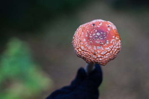 Red mushroom in hand in nature. Mushroom fly agaric