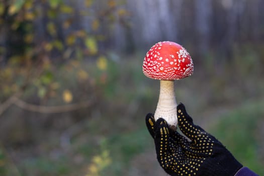 Red mushroom in hand in nature. Mushroom fly agaric