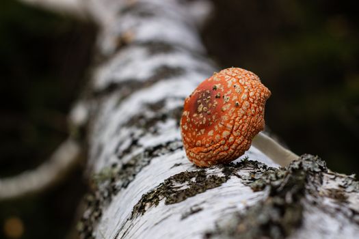 Mushroom fly agaric lies next to the trunk of a birch tree in the forest