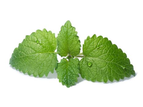 Lemon balm (Melissa officinalis) leaves with few droplets. Clipping paths for both leaves and shadow, large depth of field