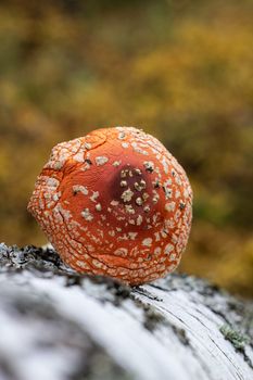 Mushroom fly agaric lies next to the trunk of a birch tree in the forest