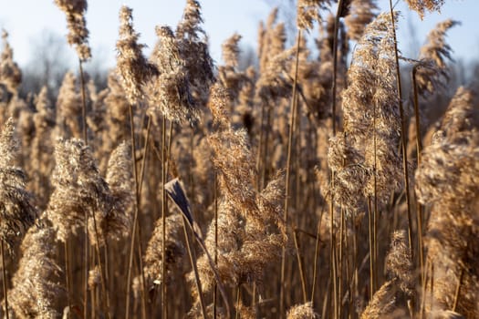 Selective soft focus of dry grass, reeds, stalks blowing in the wind at golden sunset light, Nature, summer, grass concept