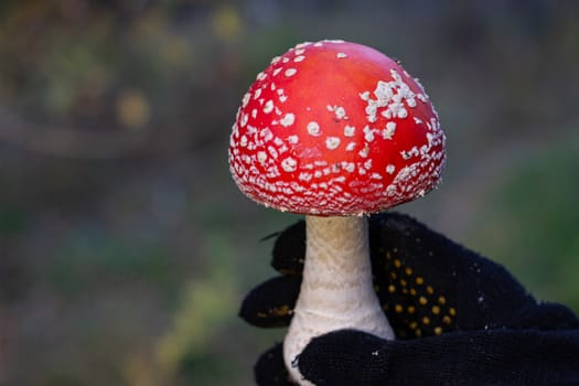 Red mushroom in hand in nature. Mushroom fly agaric