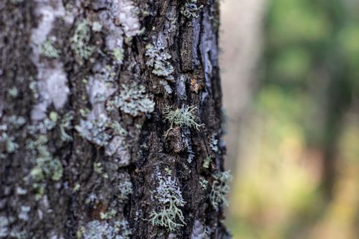 Moss on the tree. Mushroom picking. A walk in the woods