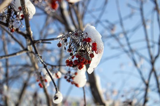 red berries under snow, snow, background, mountain ash hawthorn
