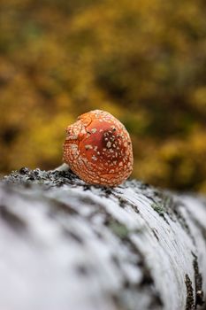 Mushroom fly agaric lies next to the trunk of a birch tree in the forest