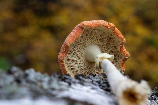 Mushroom fly agaric lies next to the trunk of a birch tree in the forest